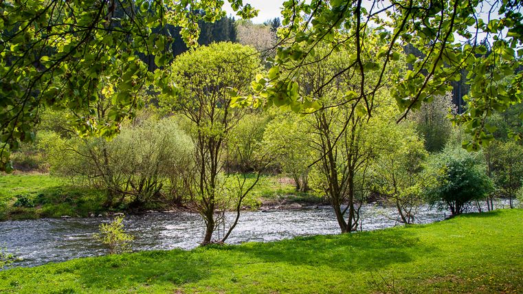 Fluss Kyll in Malberg umgeben von grünen Bäumen und Wiesen.