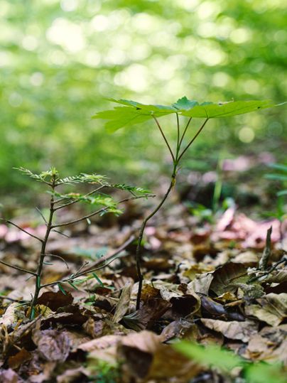 Gros plan de jeunes plantes dans la forêt avec un arrière-plan flou.