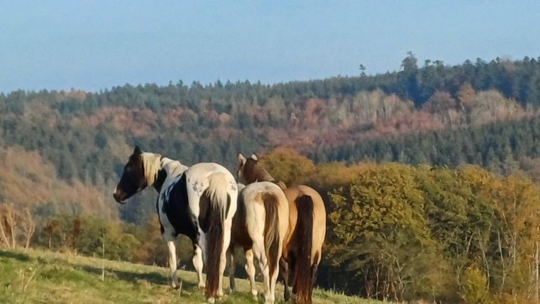 Wir führen eine kleine Zucht von amerikanischen Paint Horses.