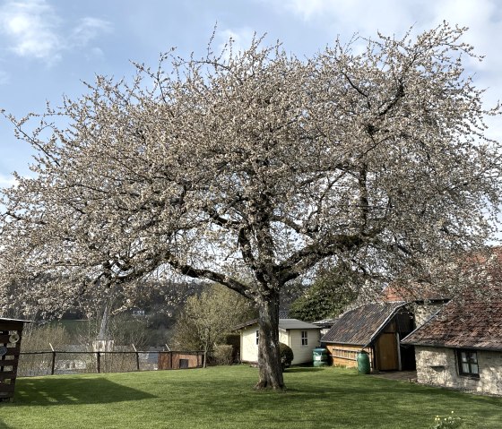 Kirschblüte im April