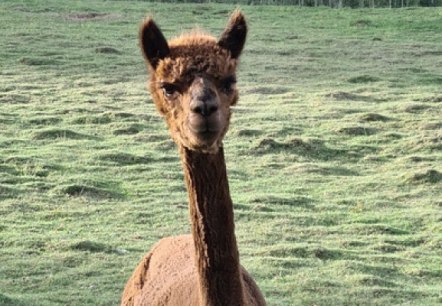 Samu, our alpaca, is looking forward to welcoming guests big and small