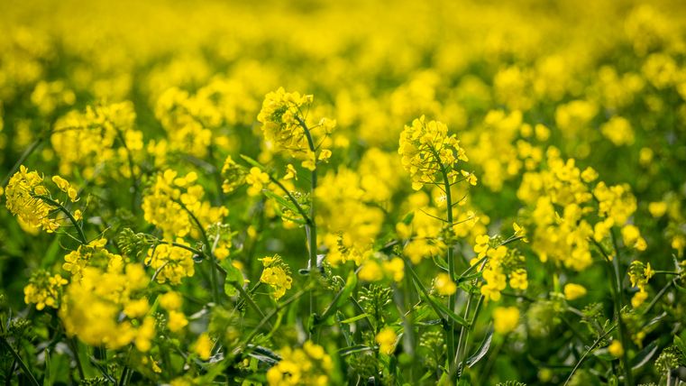 Close-up of a rape field in bloom with yellow flowers.