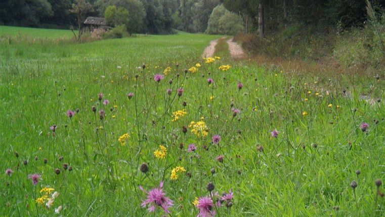 Eine grüne Wiese mit bunten Wildblumen in lila und gelb. Im Hintergrund ist ein schmaler Weg und Bäume sichtbar.