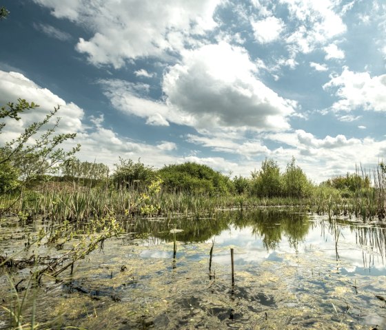Sangweiher am Muße-Pfad Vulcano-Pfad, © Eifel Tourismus GmbH, D. Ketz