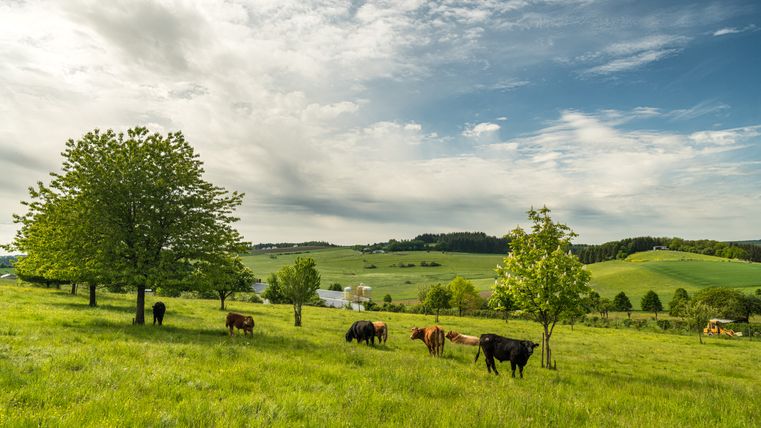 Green meadow with cows and trees under a cloudy sky.