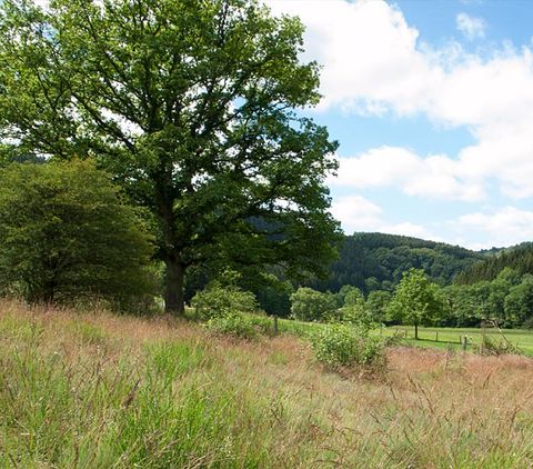 Landschap in de Eifel met bomen en weiden onder een blauwe hemel.