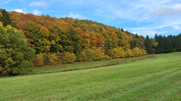 Een schilderachtig weiland met sappig groen gras en een kleurrijk bos op de achtergrond. De bomen tonen herfstkleuren zoals rood, oranje en geel onder een heldere blauwe lucht.