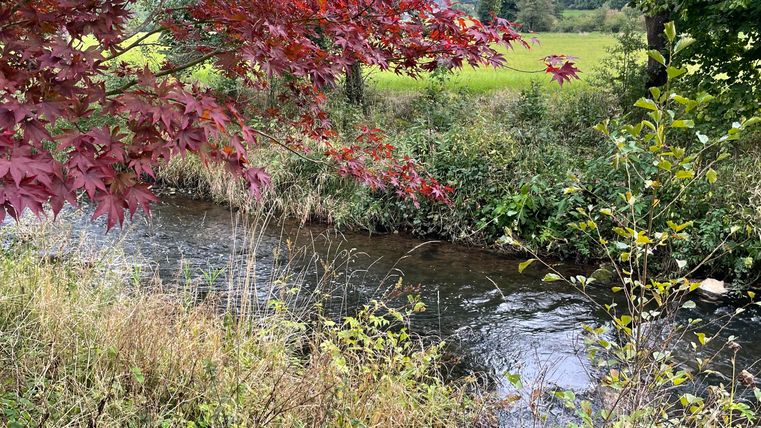 Un ruisseau paisible traverse un paysage verdoyant. Des feuilles rouges d'un arbre encadrent la scène.