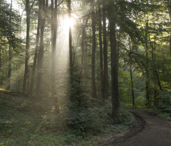 Clearing in the forest, © Kappest/Vulkanregion Laacher See
