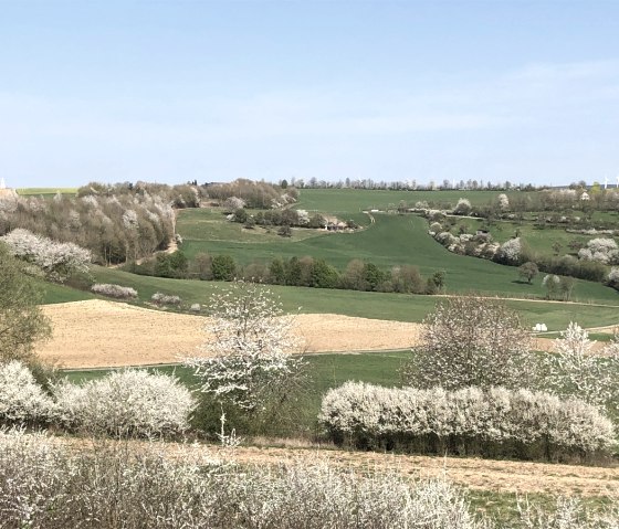 Grüne Felder und blühende Bäume erstrecken sich unter einem klaren blauen Himmel. Windräder sind am Horizont sichtbar., © Tourist-Information Bitburger Land_Uschi Hallet