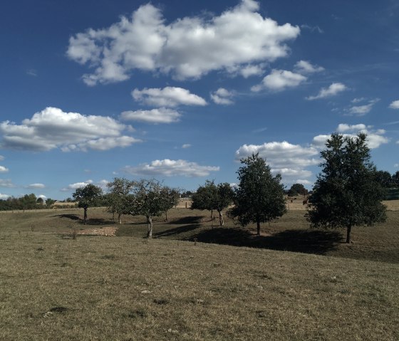 A meadow orchard with scattered trees under a blue sky with white clouds. Buildings are visible in the background., © TI Bitburger Land, Steffi Wagner