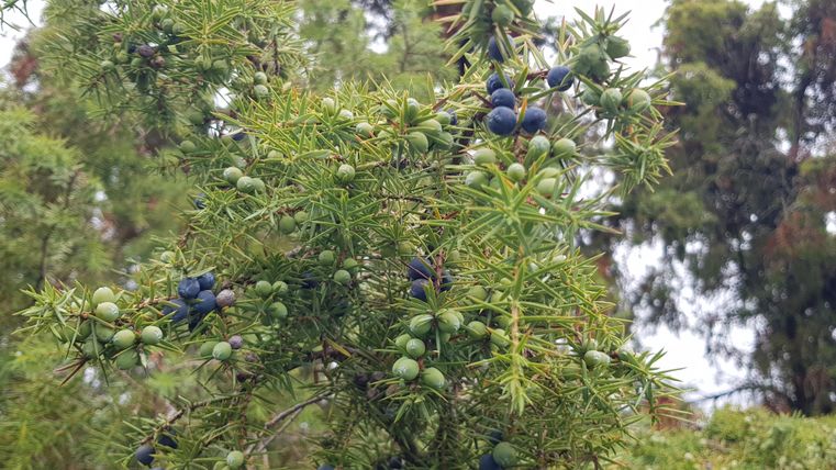 Ein Zweig mit grünen und blauen Beeren. Im Hintergrund sind grüne Blätter zu sehen.