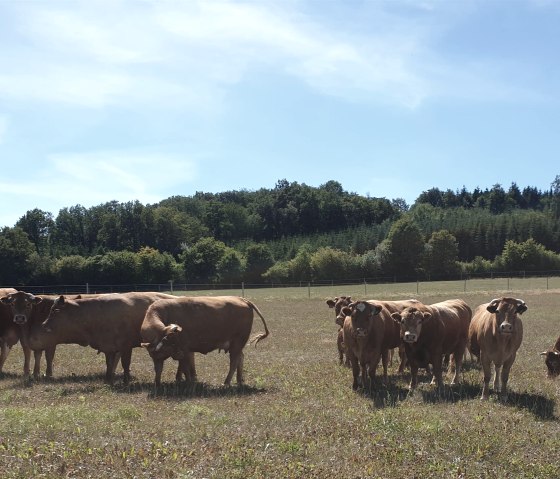 Troupeau de vaches avec taureau de monte, © Martin Schenk