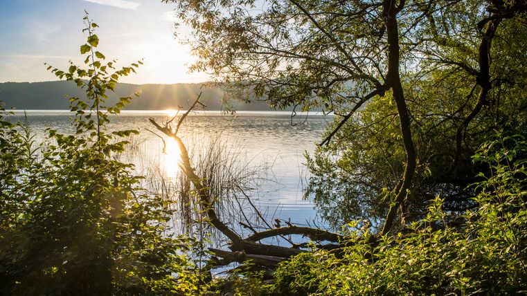 The view of the lake through bushes and trees when the sun is low in the sky