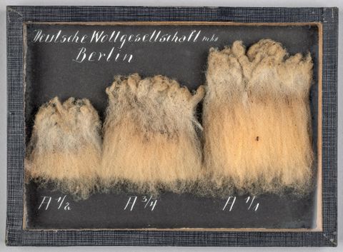 Een verzameling van wolmonsters in verschillende maten. De monsters zijn op een zwart bord gerangschikt en tonen een beige tot bruine kleurvariatie.