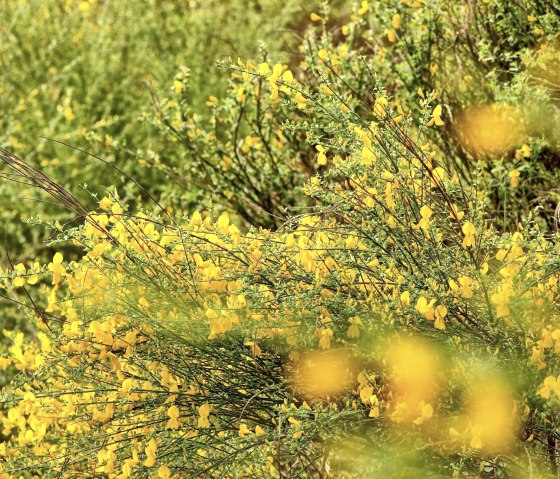 Gorse, © Nationalpark Eifel, M. Menninghaus