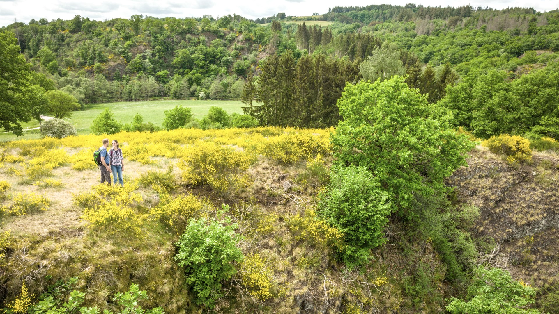 Ginster auf der Eifelgold Route, © Eifel Tourismus GmbH, Dominik Ketz