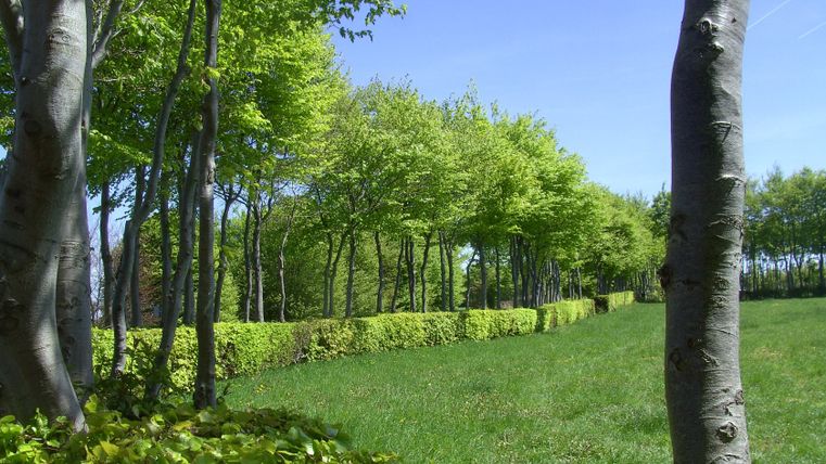 Beukenhagen langs een groen pad onder een blauwe hemel.