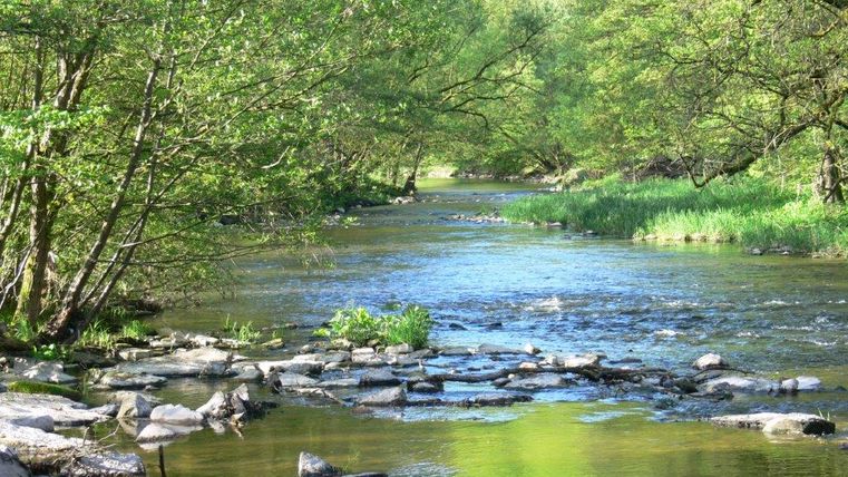 Ein ruhiger Fluss fließt durch einen grünen Wald im Naturpark Südeifel.