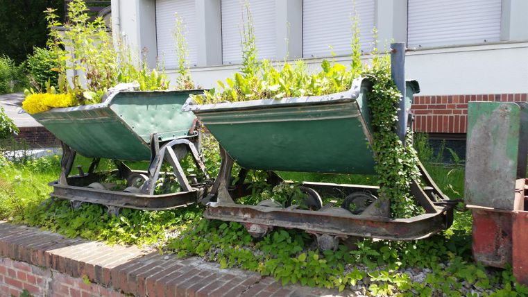 Two old wheelbarrows filled with plants are standing in a green meadow. The windows of a building are visible in the background.
