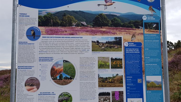 Ein Informationsschild über die Wacholderheiden in der Natur. Es zeigt Bilder von Pflanzen, Tieren und beschreibt die Bedeutung des Gebiets für die Umwelt.