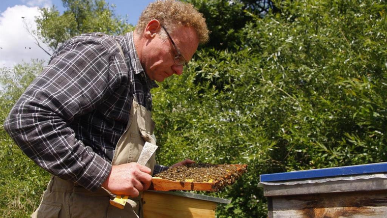 Man is wearing work clothes and holding a board with many bees on it - in the background there are trees and the sky is cloudless.