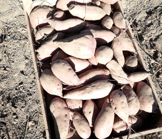 Patate douce1, © Familie Geisen