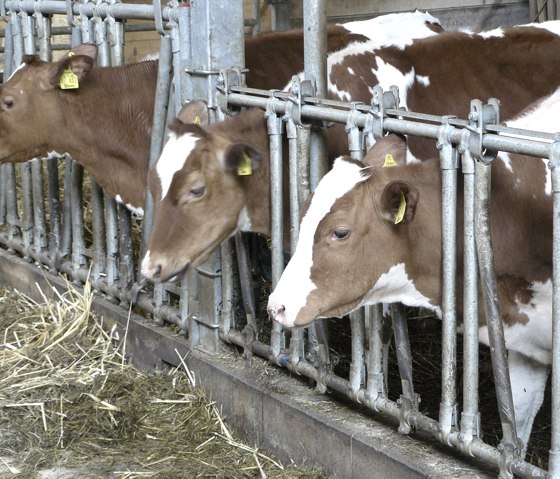 Stall1, © Kloep