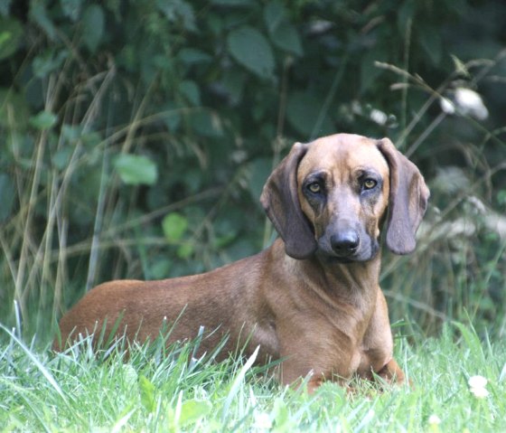 Notre Ronja se réjouit d'avoir de gentils compagnons de jeu
