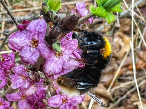 Eine Gruppe von Menschen führt Lamas auf einem grünen Feld. Im Hintergrund sind alte Ruinen und hohe Bäume zu sehen.