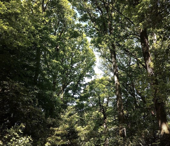 Prachtig wandelpad door het eikenbos, © Tourist-Information Wittlich Stadt & Land