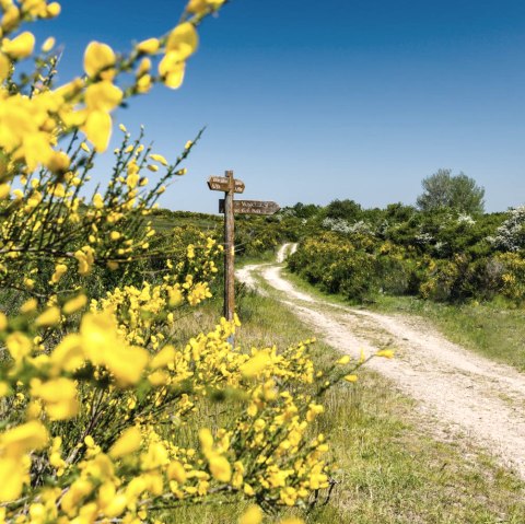 Ginsterblüte auf der Dreiborner Hochfläche 1, © Frank Wiesen
