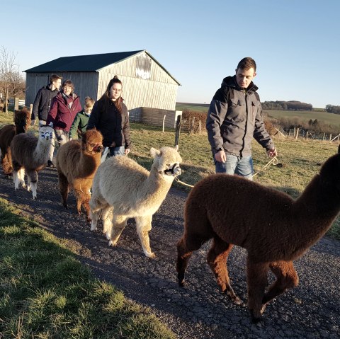 Wandelen met alpaca's, © Familie Kelleners