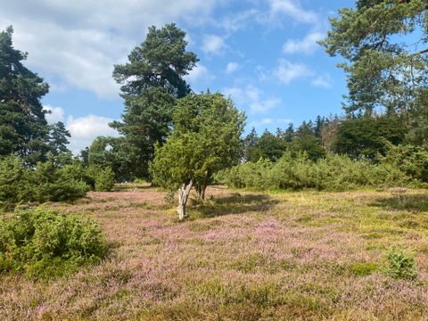 Een rustige landschap met paarse hei en verspreide bomen. De lucht is gedeeltelijk bewolkt en zorgt voor een aangename sfeer.