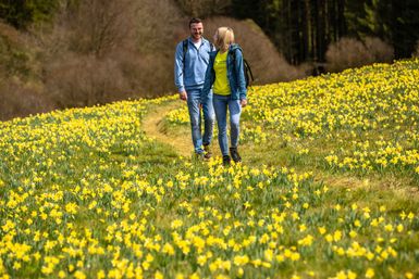 Zwei Wanderer gehen über einen schmalen Pfad über die Narzissenwiesen im Oleftal