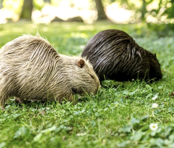 Notenria familie, © Eifel Tourismus GmbH/Dominik Ketz