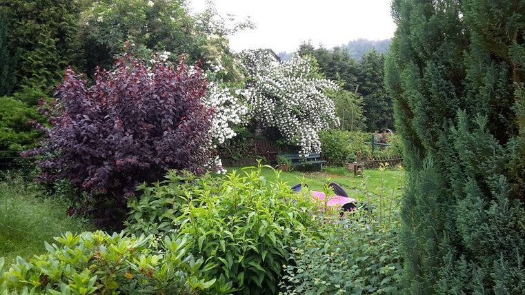 Een mooie tuin met kleurrijke bomen en veel groen struikgewas. Op de achtergrond zijn bloeiende planten en een rustige omgeving te zien.
