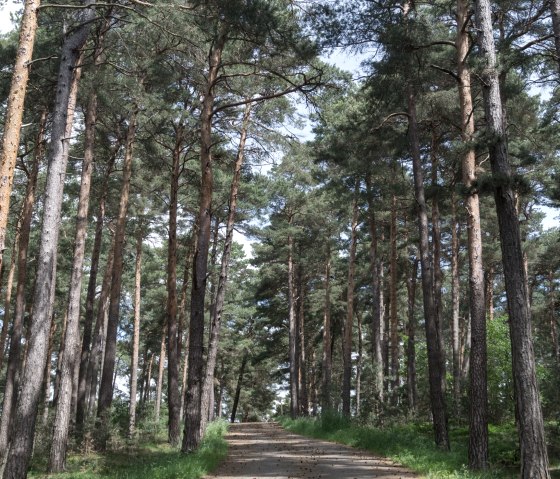 Chemin du Bleiberg, piste de l'Eifel Aussi loin que porte le regard, © Nordeifel Tourismus