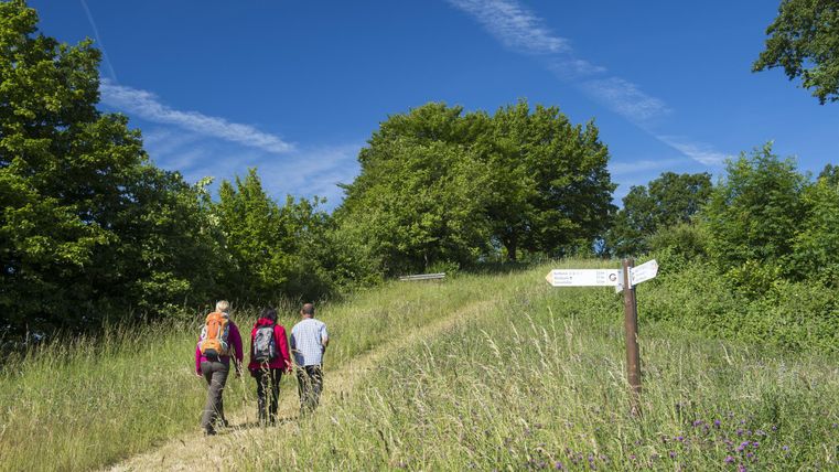 Drei Wanderer gehen einen grünen Weg entlang unter einem klaren blauen Himmel. An einem Wegweiser steht ein Hinweis zu den Wanderwegen.