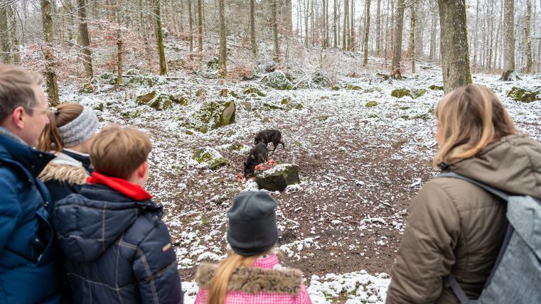 Des gens observent dans la forêt enneigée deux loups qui se nourrissent à un point d'alimentation.