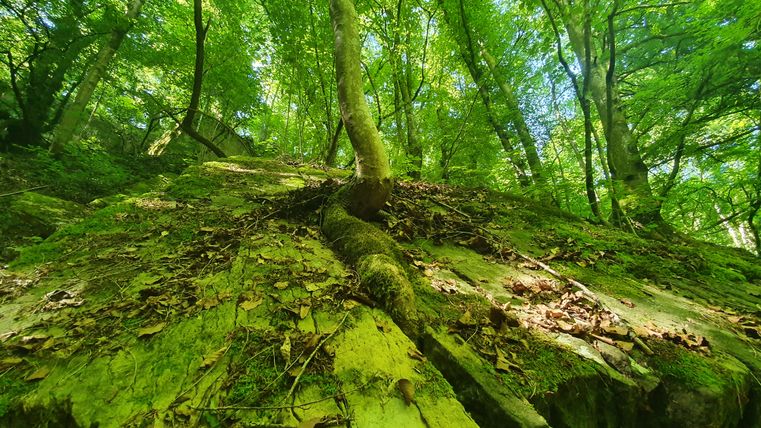 Een boom groeit diagonaal uit een met mos bedekte rots in het bos.