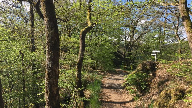 Forest path with trees and signposts in spring.