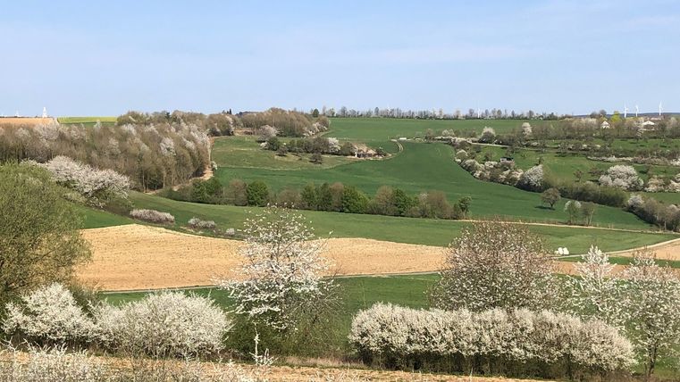 Landschap met bloeiende bomen en groene velden onder een blauwe hemel.