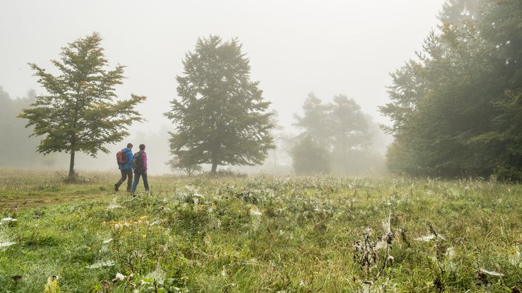 Twee mensen wandelen op een mistig plateau met bomen en weiland.