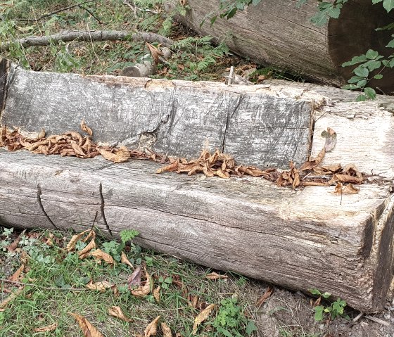 Eine rustikale Holzbank aus einem Baumstamm, bedeckt mit Herbstlaub, steht im Wald. Umgeben von Gras und Blättern, bietet sie eine natürliche Sitzgelegenheit., © TI Bitburger Land - Steffi Wagner