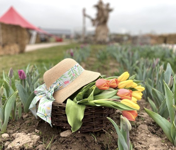 Tulpenfeld auf dem Krewelshof, © Krewelshof