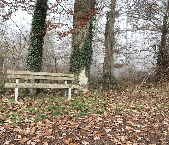 Wooden bench in an autumnal forest, surrounded by foliage and trees. Foggy background, calm atmosphere., © TI Bitburger Land - Steffi Wagner