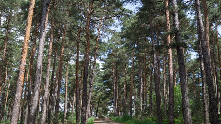 A forest path leads through tall pine trees with green undergrowth and a blue sky in the background.