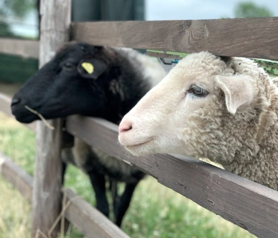 Schapen kijken, © Die Rote 16