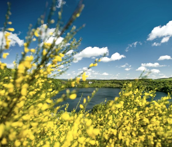 Weinfelder Maar met brem, © Rheinland-Pfalz Tourismus GmbH, Dominik Ketz